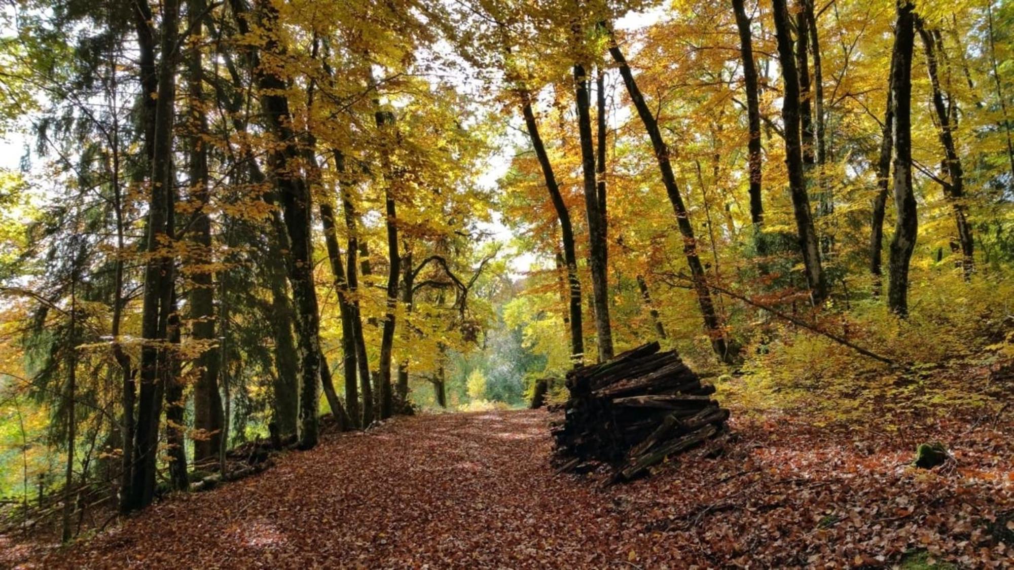 SchonenbergHaus Foehrenbach公寓 外观 照片